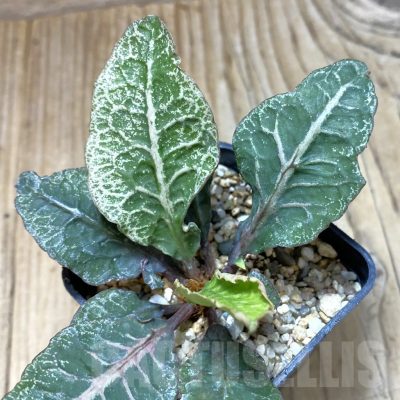 SH1934 Euphorbia francoisii hybrid
