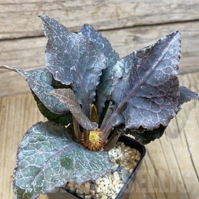 SH1941 Euphorbia francoisii hybrid