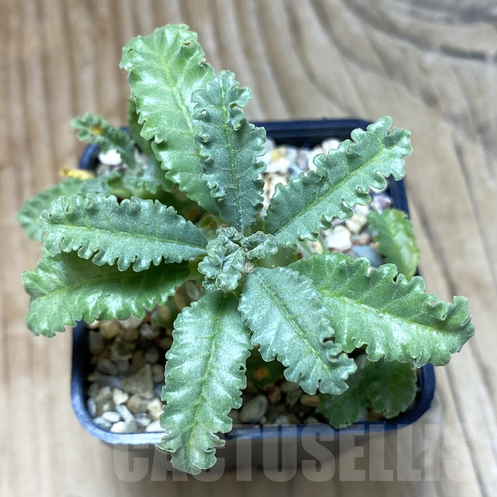 SH2071 Dorstenia lavrani - Image 2