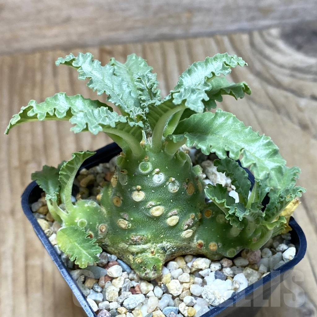 SH2071 Dorstenia lavrani