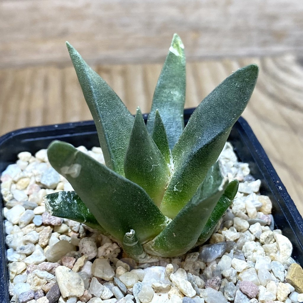 SH2074 Ariocarpus retusus, seedling - Image 2