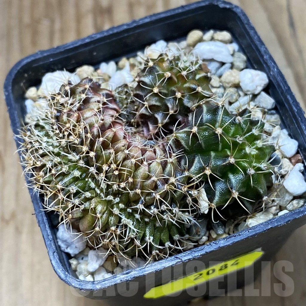 SH2084 Gymnocalycium mihanovichii f. cristata, seedling - Image 2