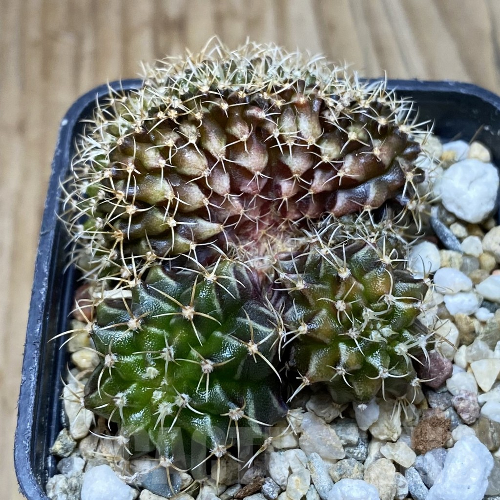 SH2084 Gymnocalycium mihanovichii f. cristata, seedling - Image 3