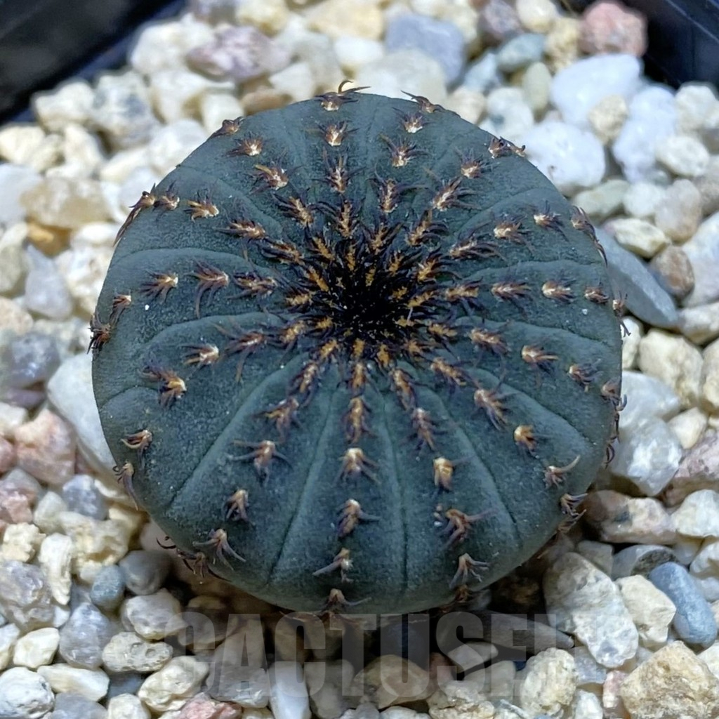 SH2085 Frailea asterioides