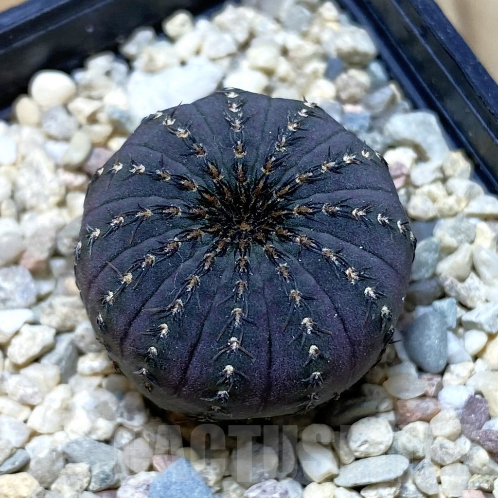 SH2086 Frailea asterioides