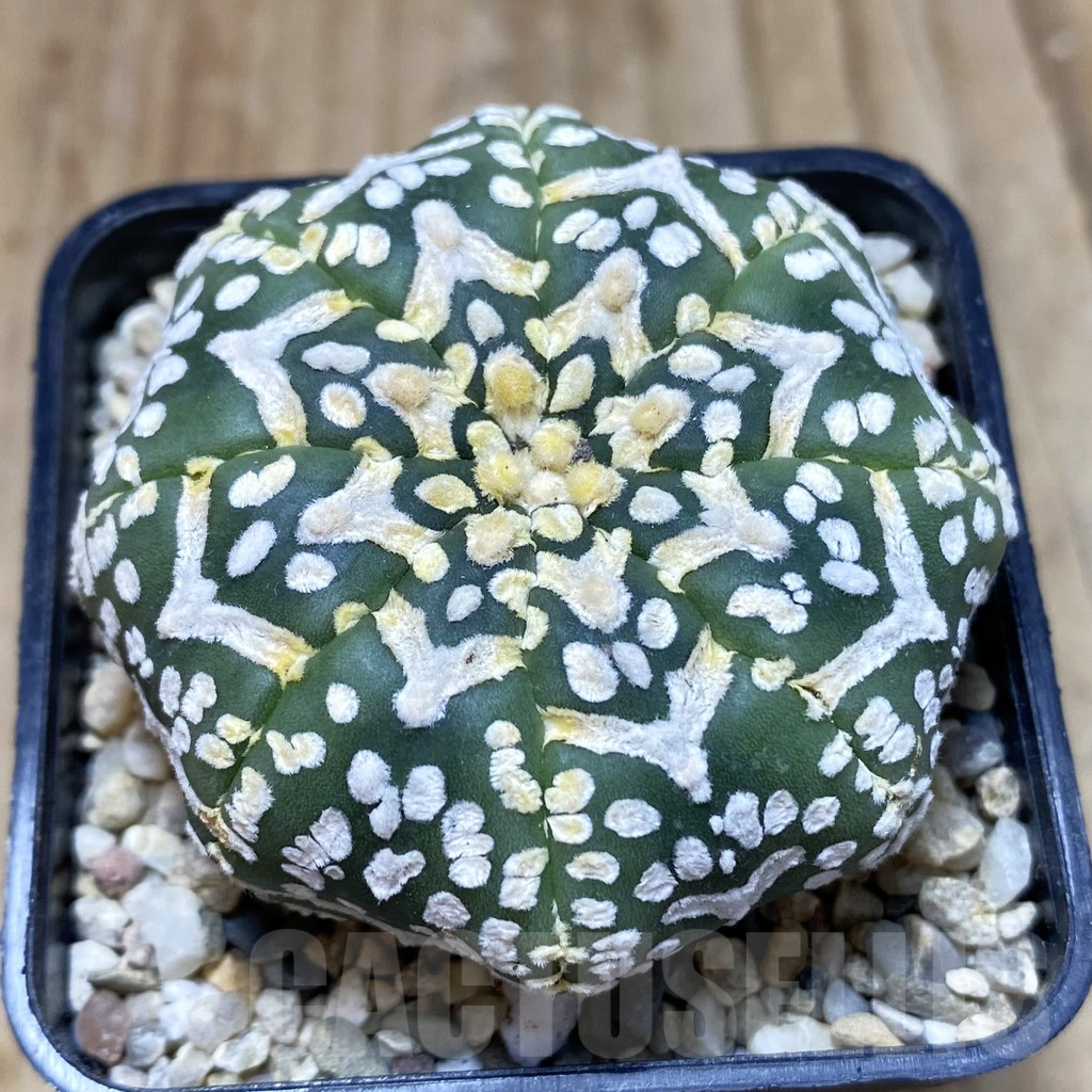 SH2048 Astrophytum asterias ‘Super Kabuto’ V-type f. nudum