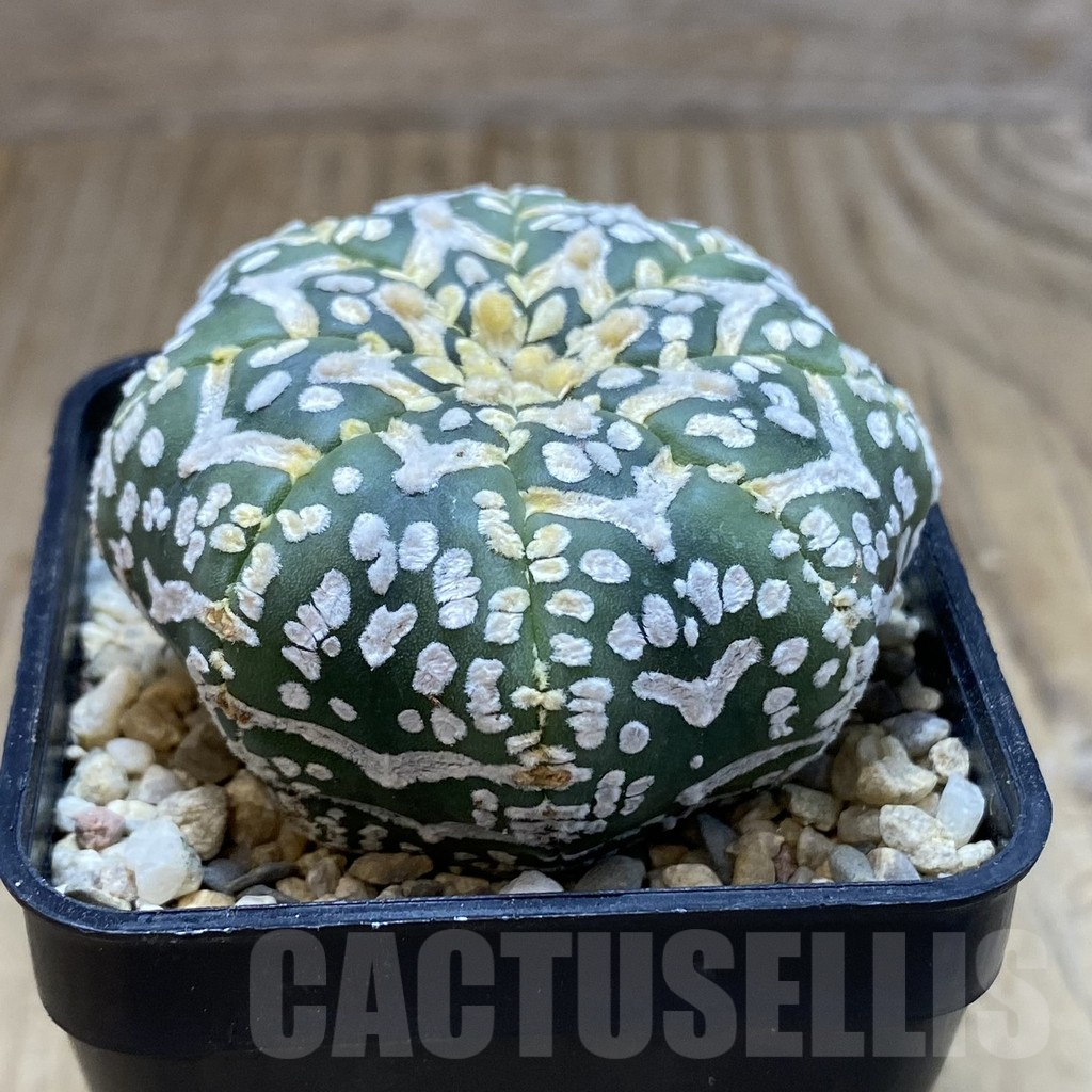 SH2048 Astrophytum asterias ‘Super Kabuto’ V-type f. nudum - Image 2