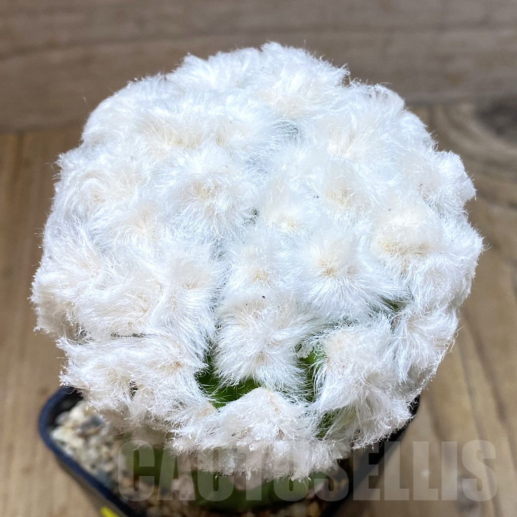SH2063 Mammillaria guelzowiana ‘Tabatoge’, grafted