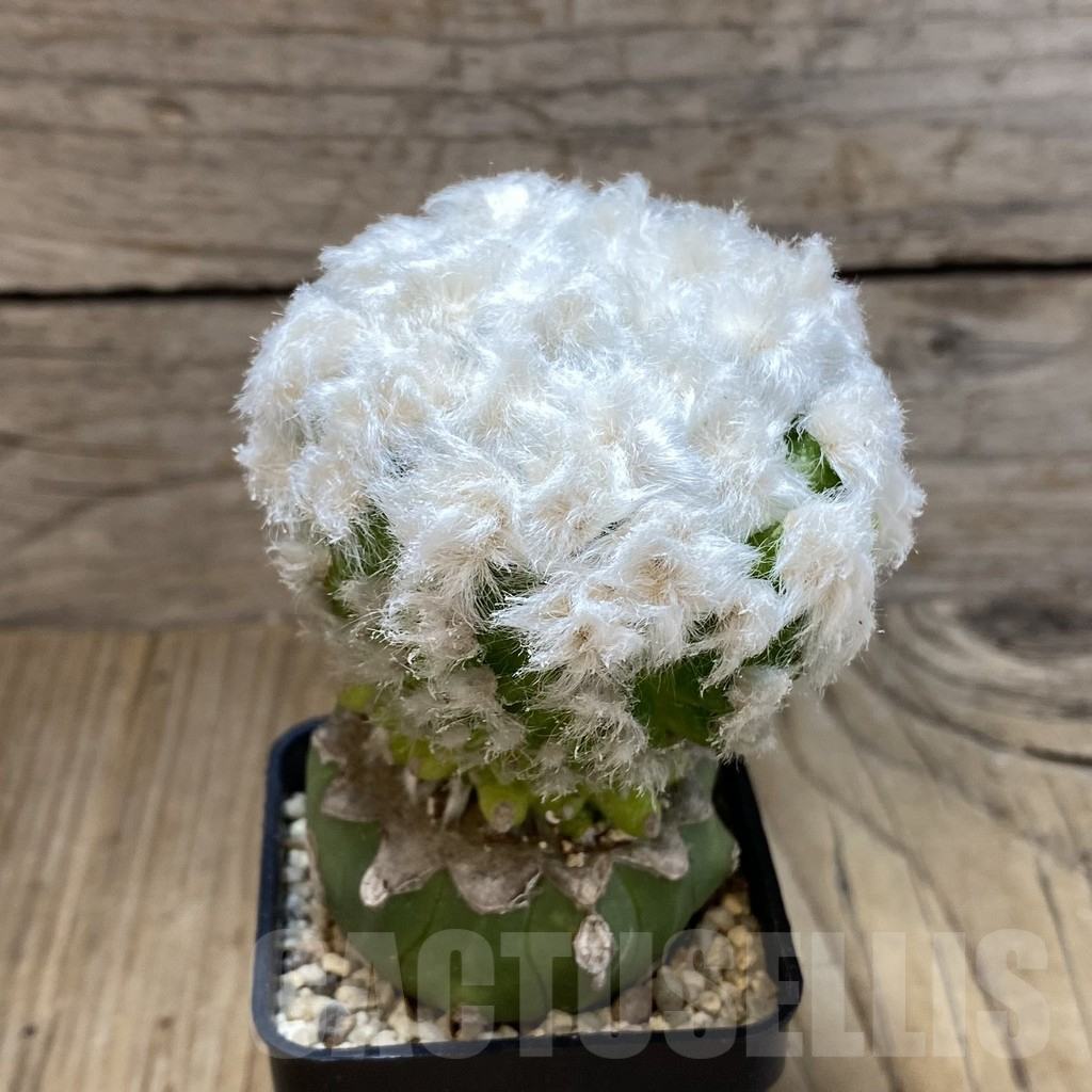 SH2063 Mammillaria guelzowiana ‘Tabatoge’, grafted - Image 2