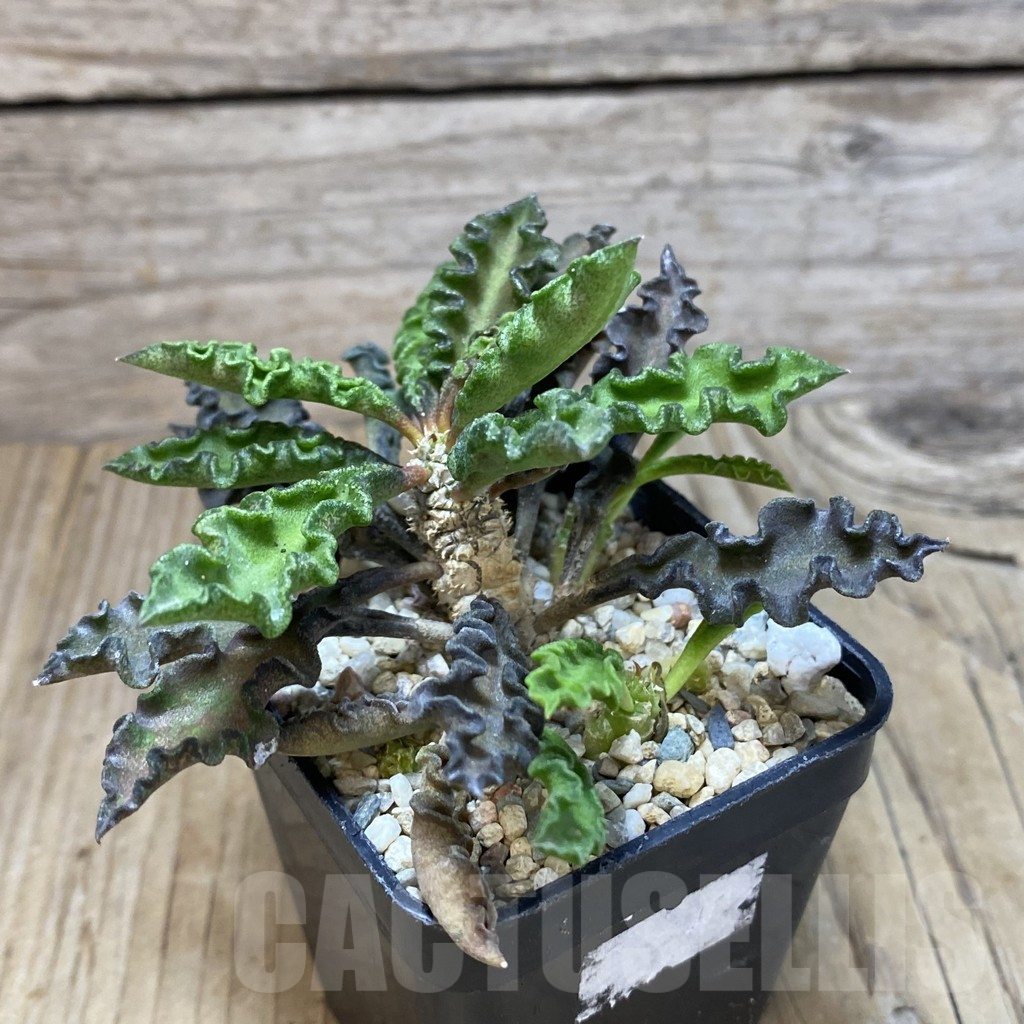 SH2069 Euphorbia decaryi v. spirosticha - Image 2