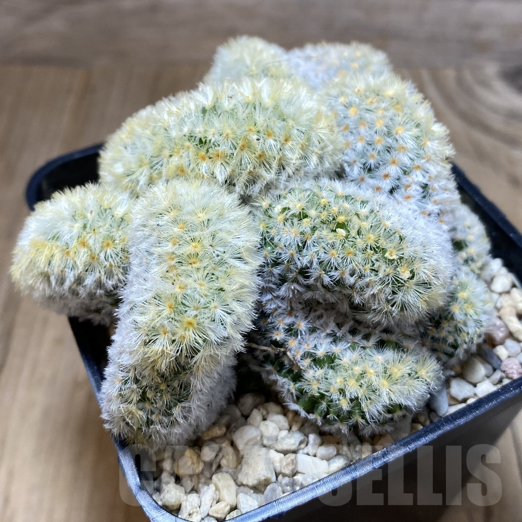 SH2250 Mammillaria carmenae ‘Buddha’ f. cristata - Image 2
