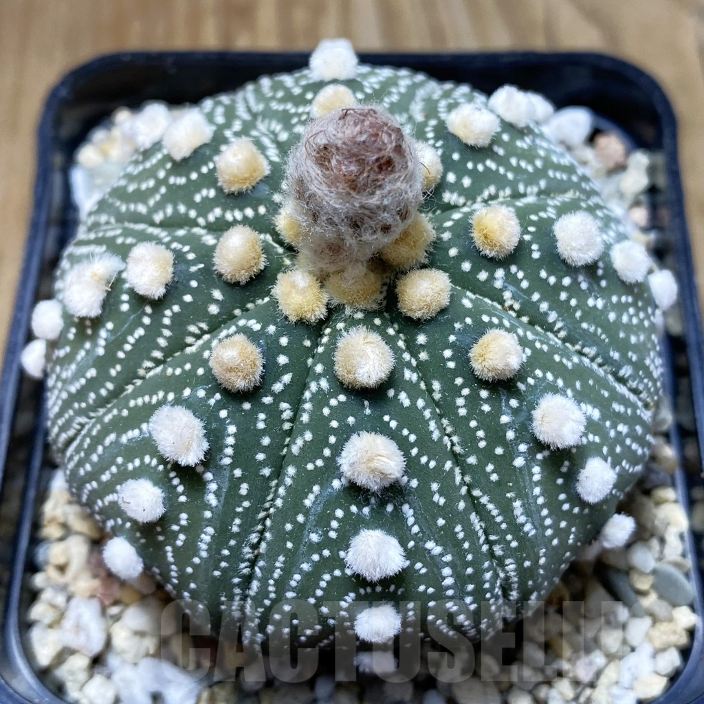 SH2257 Astrophytum asterias ‘Super Kabuto Pink’ clon 8 - Image 2