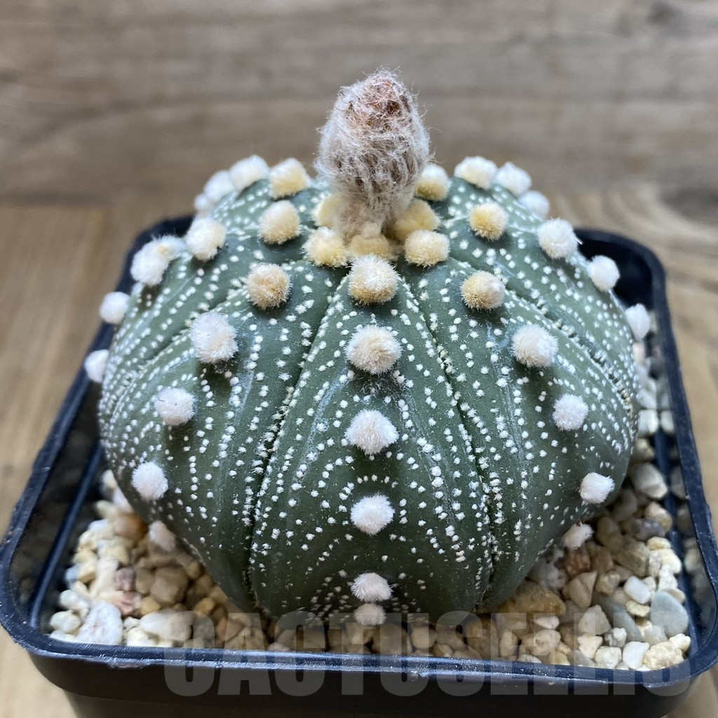 SH2257 Astrophytum asterias ‘Super Kabuto Pink’ clon 8 - Image 3