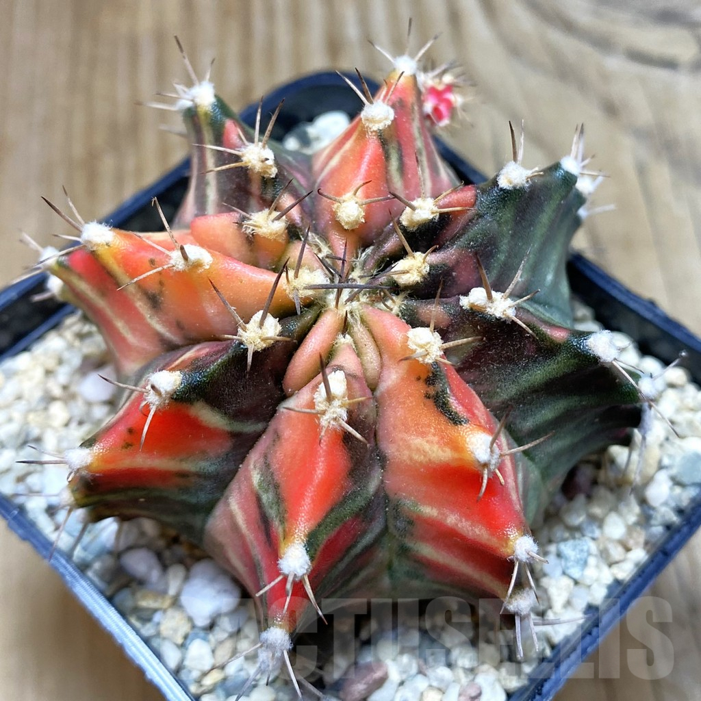 SH2270 Gymnocalycium mihanovichii f. variegata, seedling