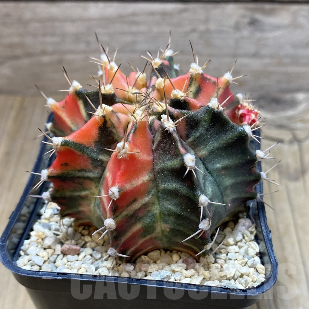 SH2270 Gymnocalycium mihanovichii f. variegata, seedling - Image 2