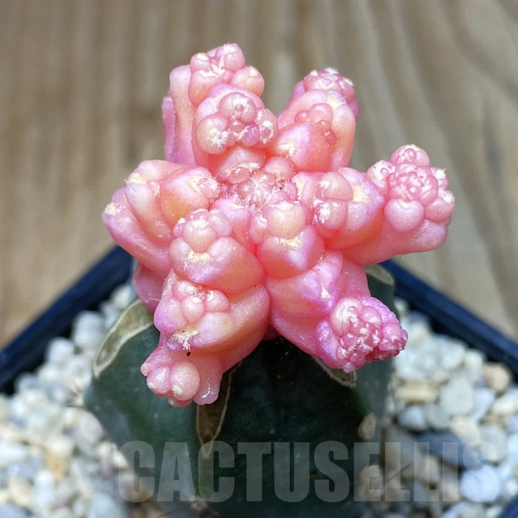 SH2222 Gymnocalycium mihanovichii ‘Transformer’ f. variegata, grafted