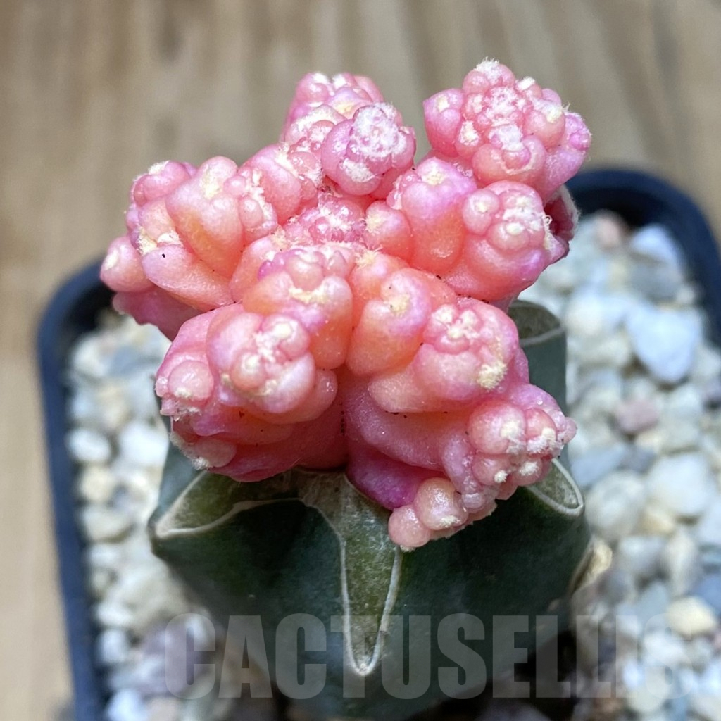 SH2223 Gymnocalycium mihanovichii ‘Transformer’ f. variegata, grafted