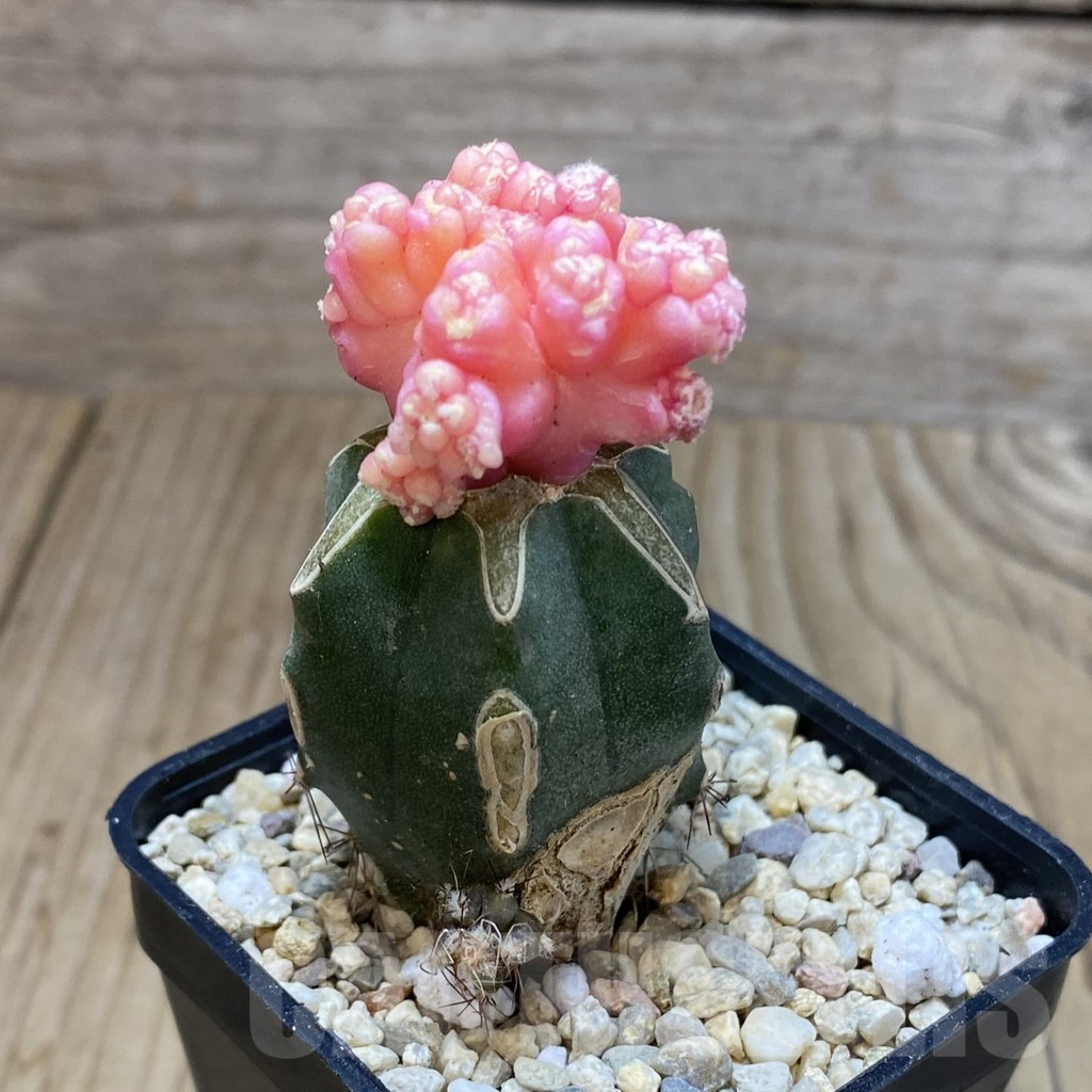 SH2223 Gymnocalycium mihanovichii ‘Transformer’ f. variegata, grafted - Image 2