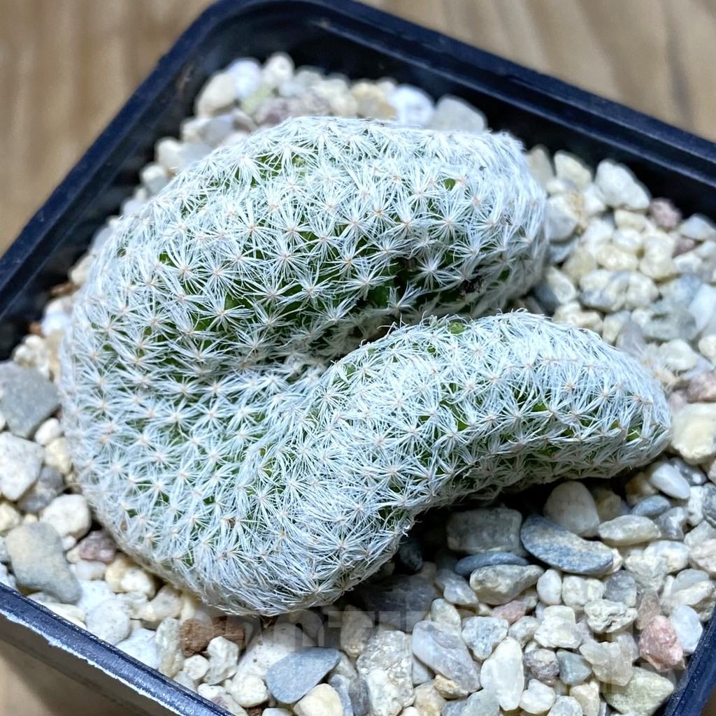 SH2225 Mammillaria humboldtii f. cristata