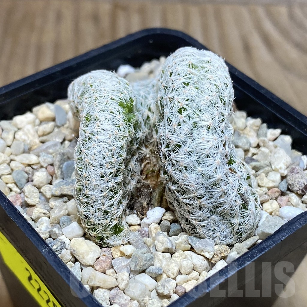 SH2225 Mammillaria humboldtii f. cristata - Image 2