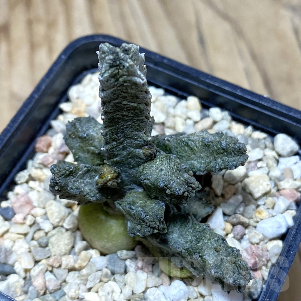 SH2228 Pseudolithos mccoyi