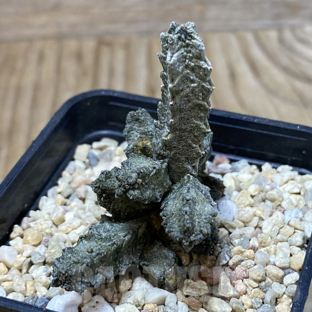 SH2228 Pseudolithos mccoyi - Image 2
