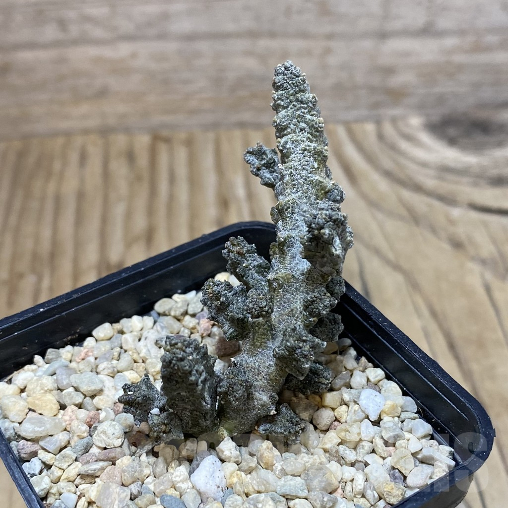 SH2229 Pseudolithos mccoyi - Image 2