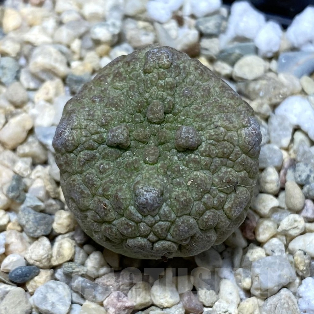 SH2235 Pseudolithos cubiformis