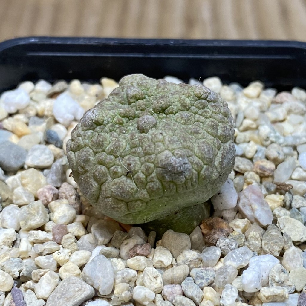 SH2235 Pseudolithos cubiformis - Image 2