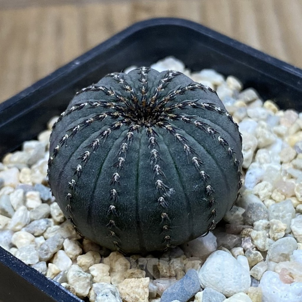 SH2377 Frailea asterioides - Image 2