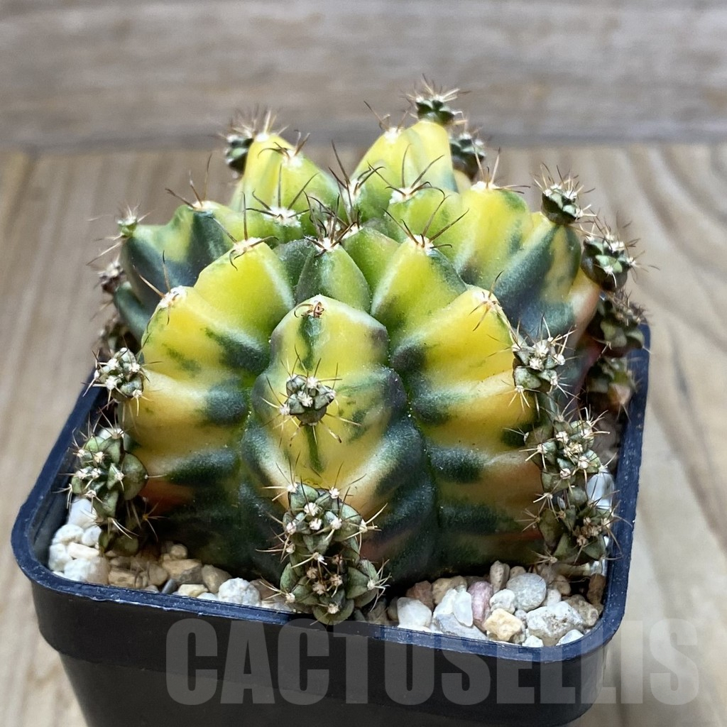 SH2395 Gymnocalycium mihanovichii ‘Bear Beer’, seedling - Image 2