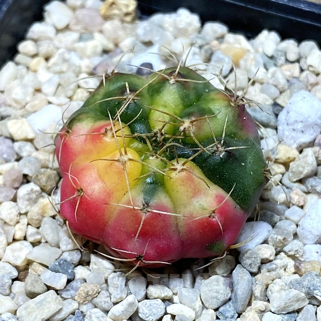 SH2403 Gymnocalycium damsii f. variegata