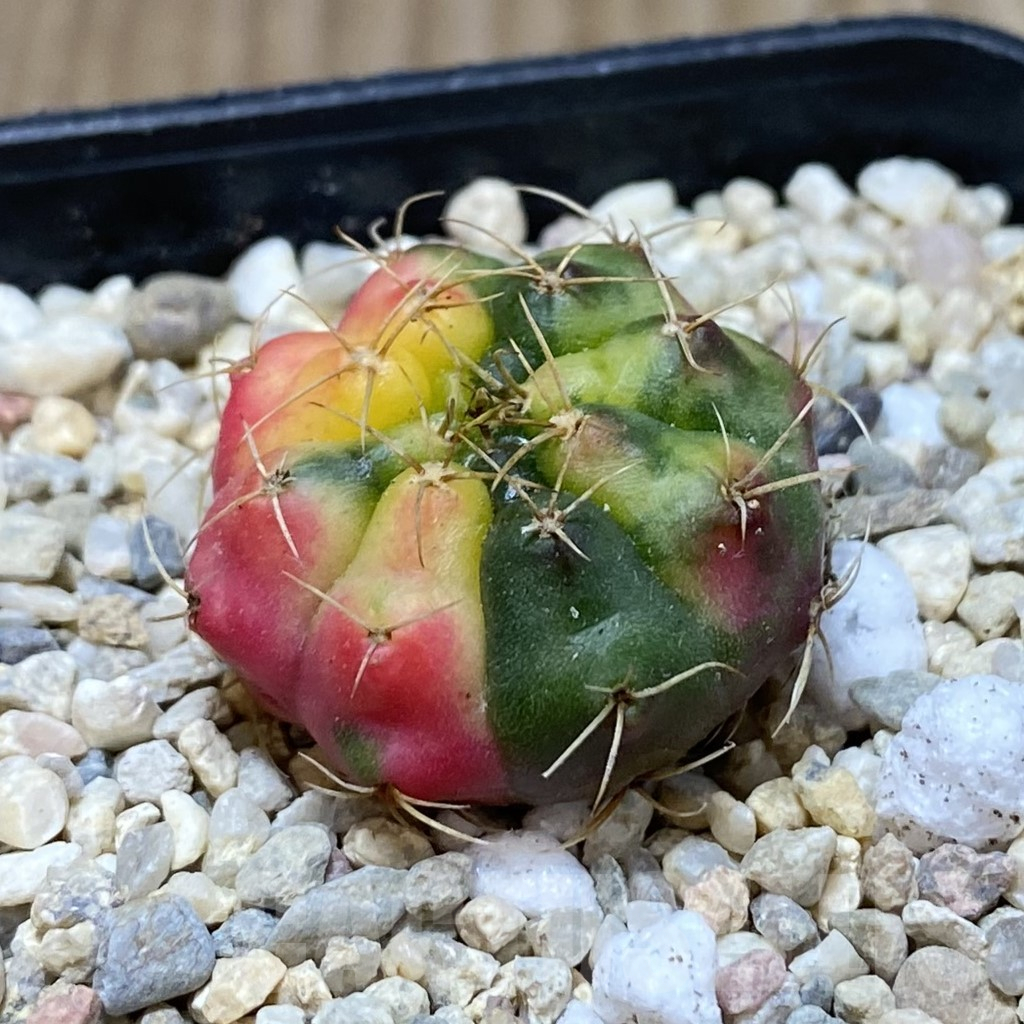 SH2403 Gymnocalycium damsii f. variegata - Image 2