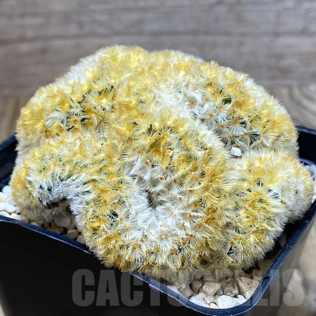SH2353 Mammillaria carmenae ‘Buddha’ f. cristata - Image 2