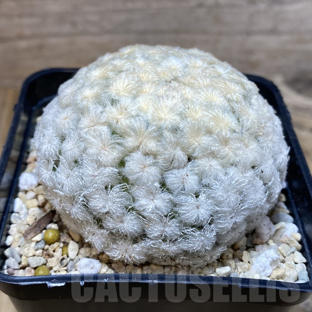 SH2354 Mammillaria plumosa 'One' - Image 2