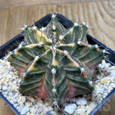 SH2360 Gymnocalycium mihanovichii f. variegata, seedling