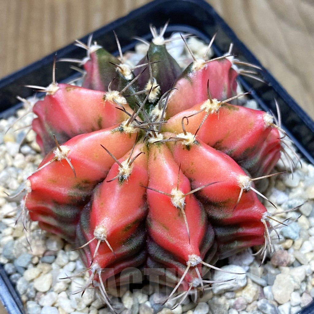 SH2362 Gymnocalycium mihanovichii f. variegata, seedling