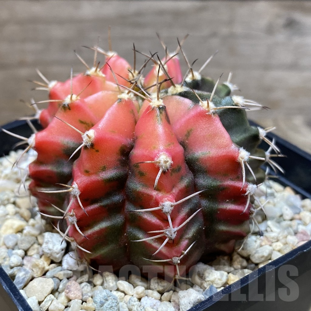 SH2362 Gymnocalycium mihanovichii f. variegata, seedling - Image 2