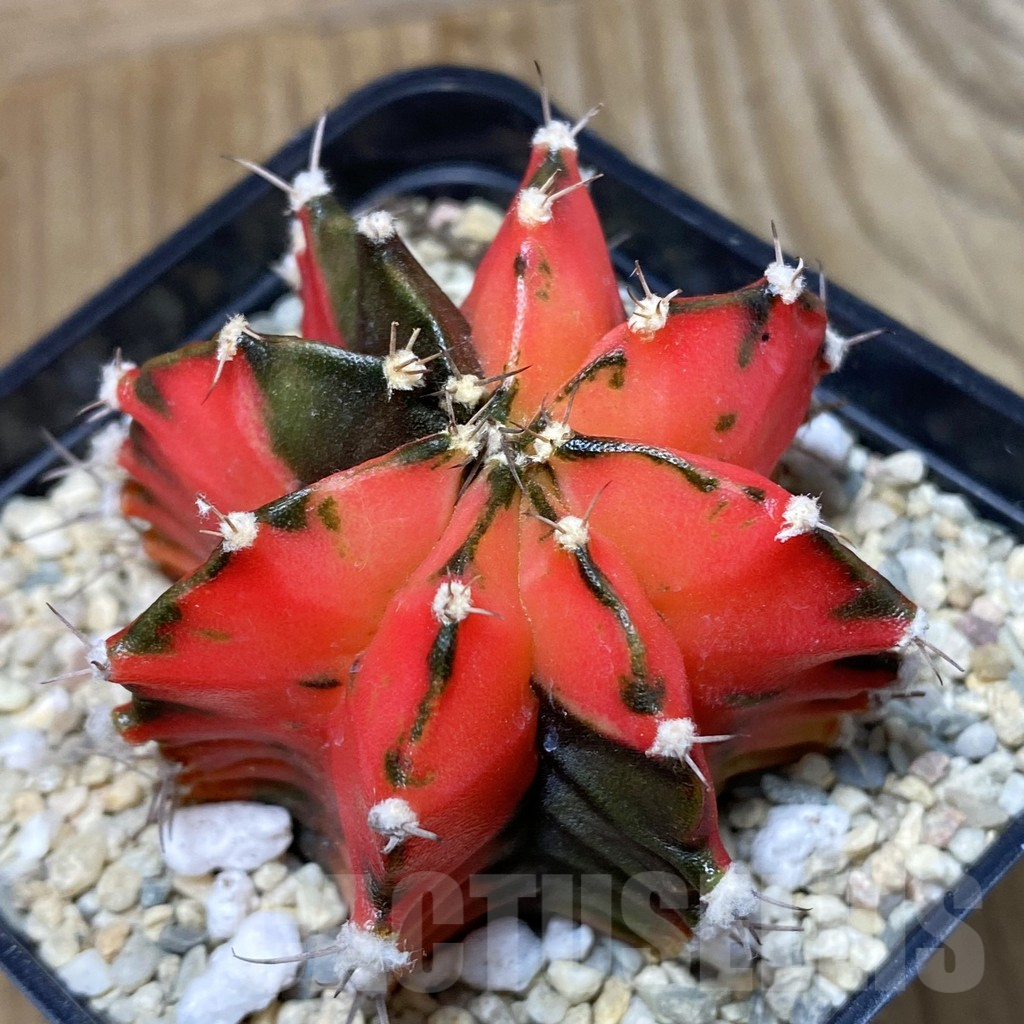 SH2366 Gymnocalycium mihanovichii f. variegata, seedling