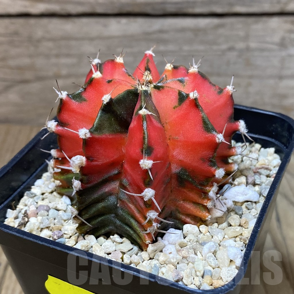 SH2366 Gymnocalycium mihanovichii f. variegata, seedling - Image 2