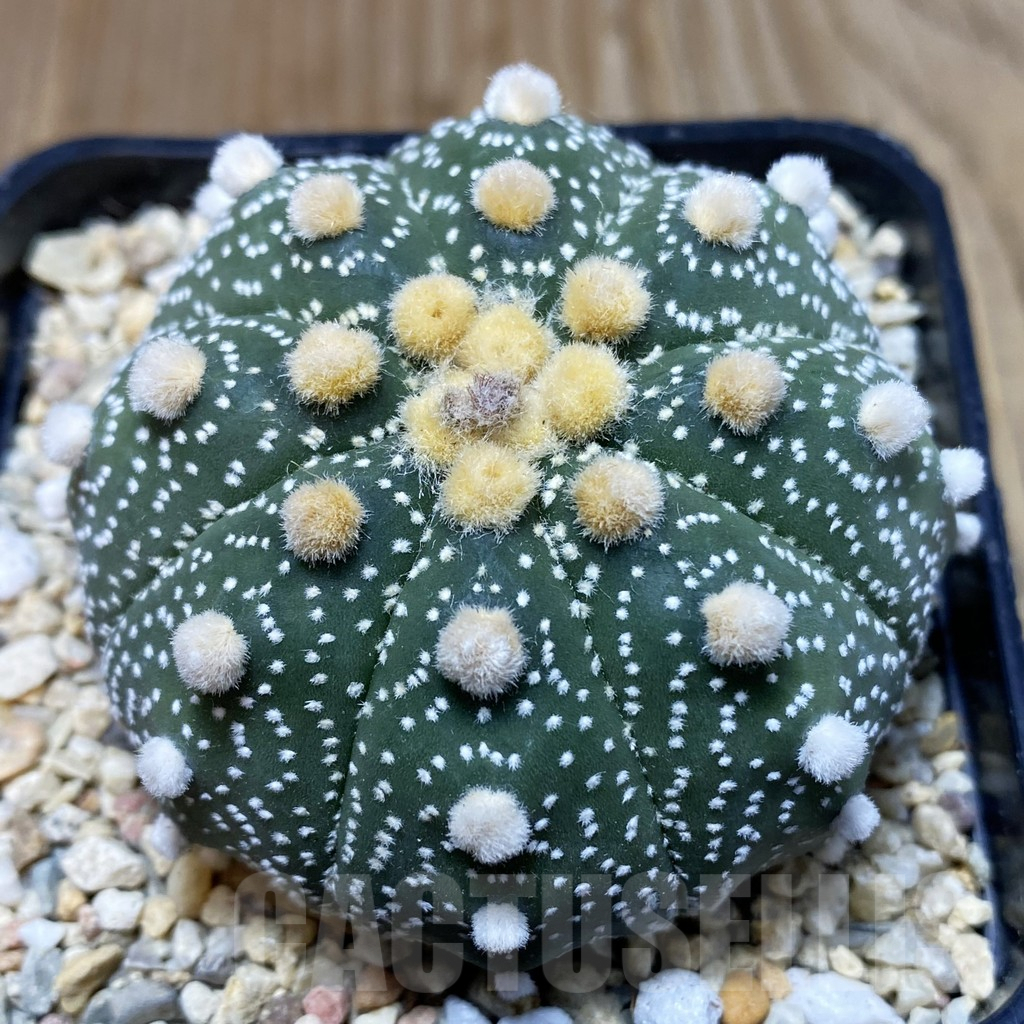 SH2345 Astrophytum asterias ‘Super Kabuto’ ‘Akabana’ clon 11 - Image 2