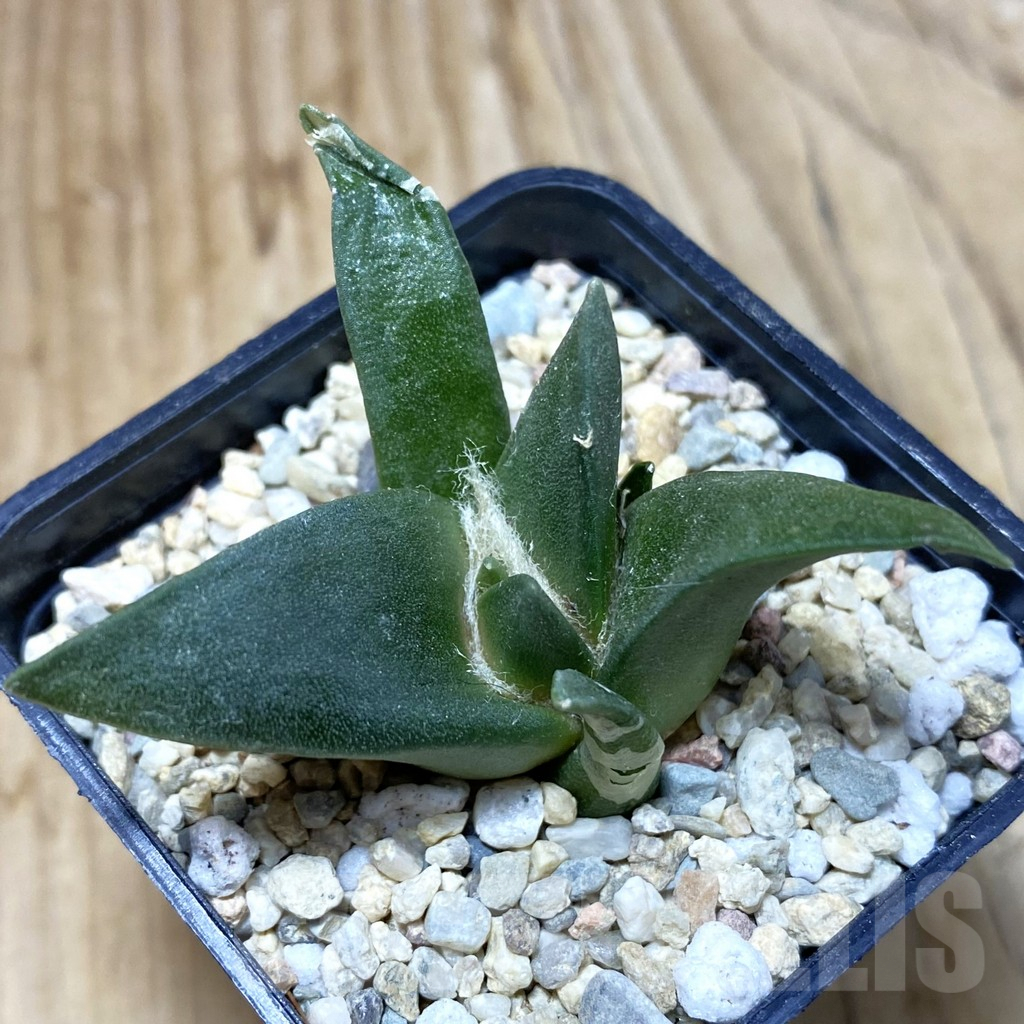 SH2371 Ariocarpus retusus, seedling