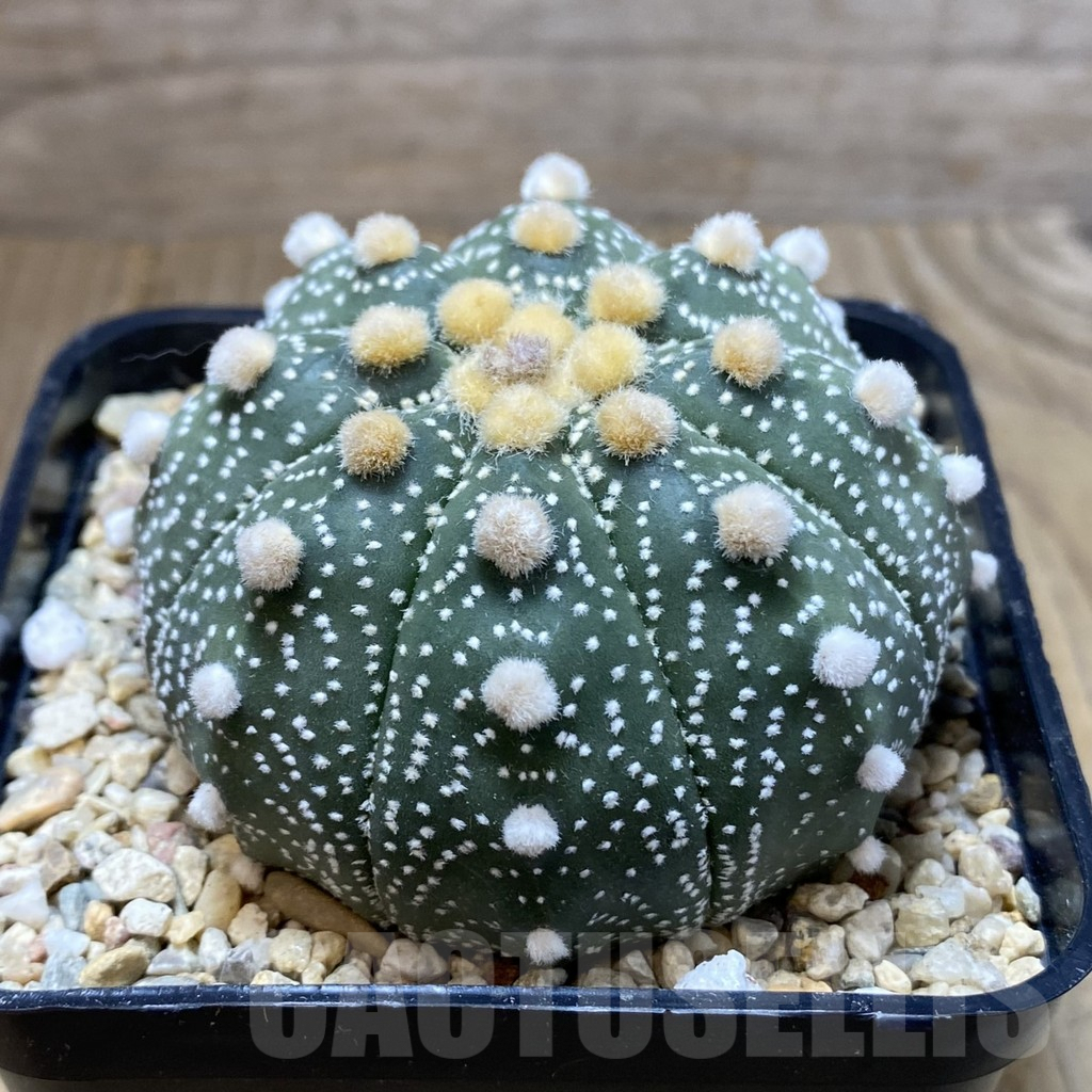 SH2345 Astrophytum asterias ‘Super Kabuto’ ‘Akabana’ clon 11 - Image 3