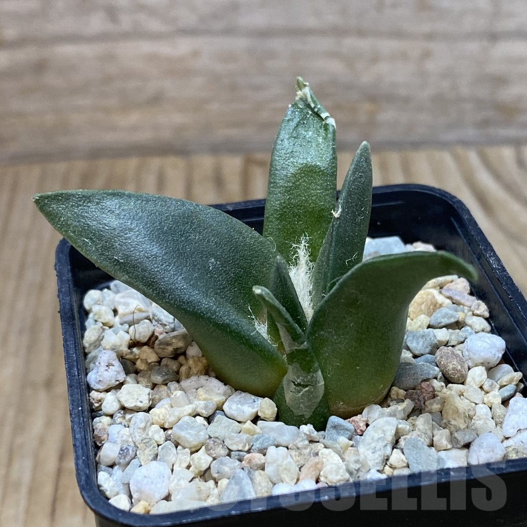 SH2371 Ariocarpus retusus, seedling - Image 2