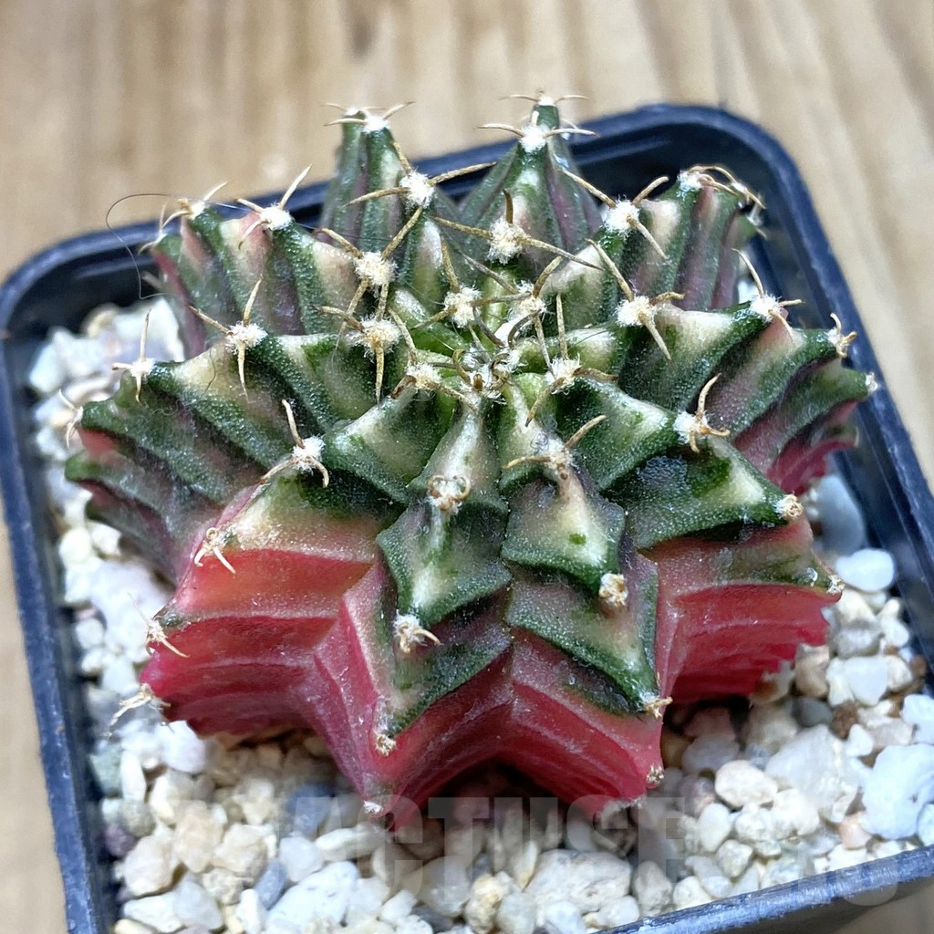 SH2601 Gymnocalycium friedrichii f. variegata, seedling - Image 2