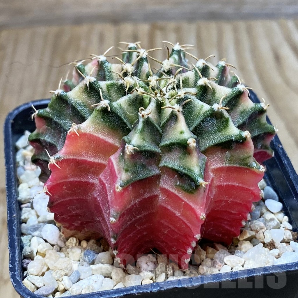 SH2601 Gymnocalycium friedrichii f. variegata, seedling - Image 3