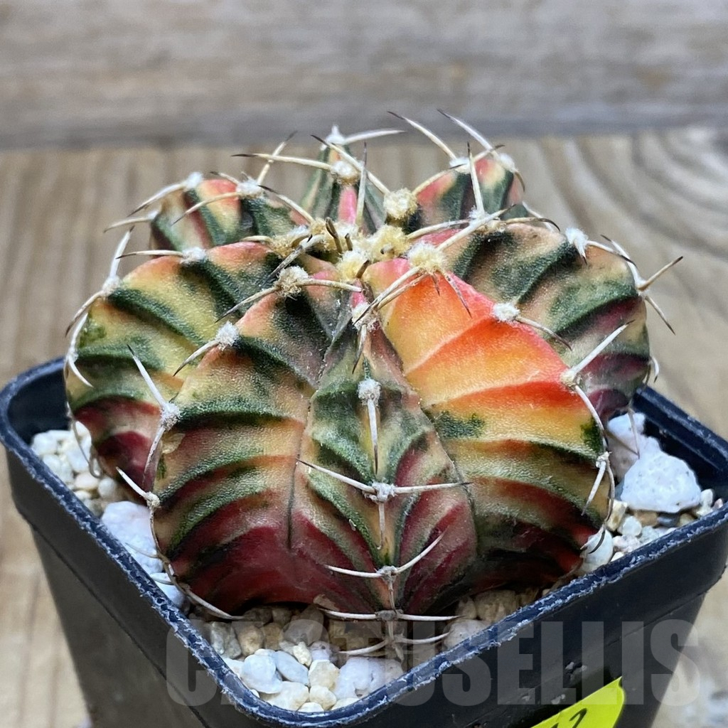 SH2612 Gymnocalycium friedrichii f. variegata, seedling - Image 2