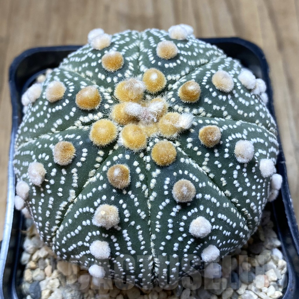 SH2560 Astrophytum asterias ‘Super Kabuto’ ‘Akabana’ clon 25 - Image 2