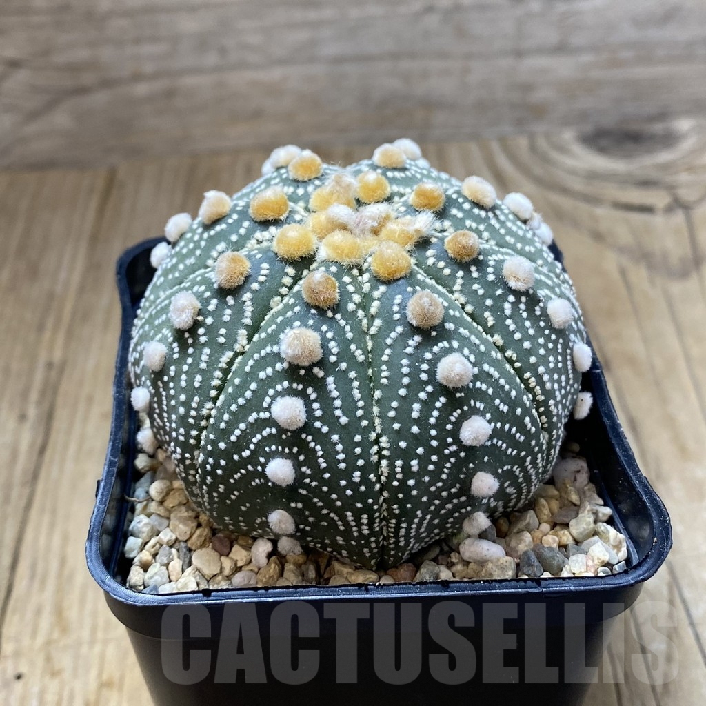 SH2560 Astrophytum asterias ‘Super Kabuto’ ‘Akabana’ clon 25 - Image 3