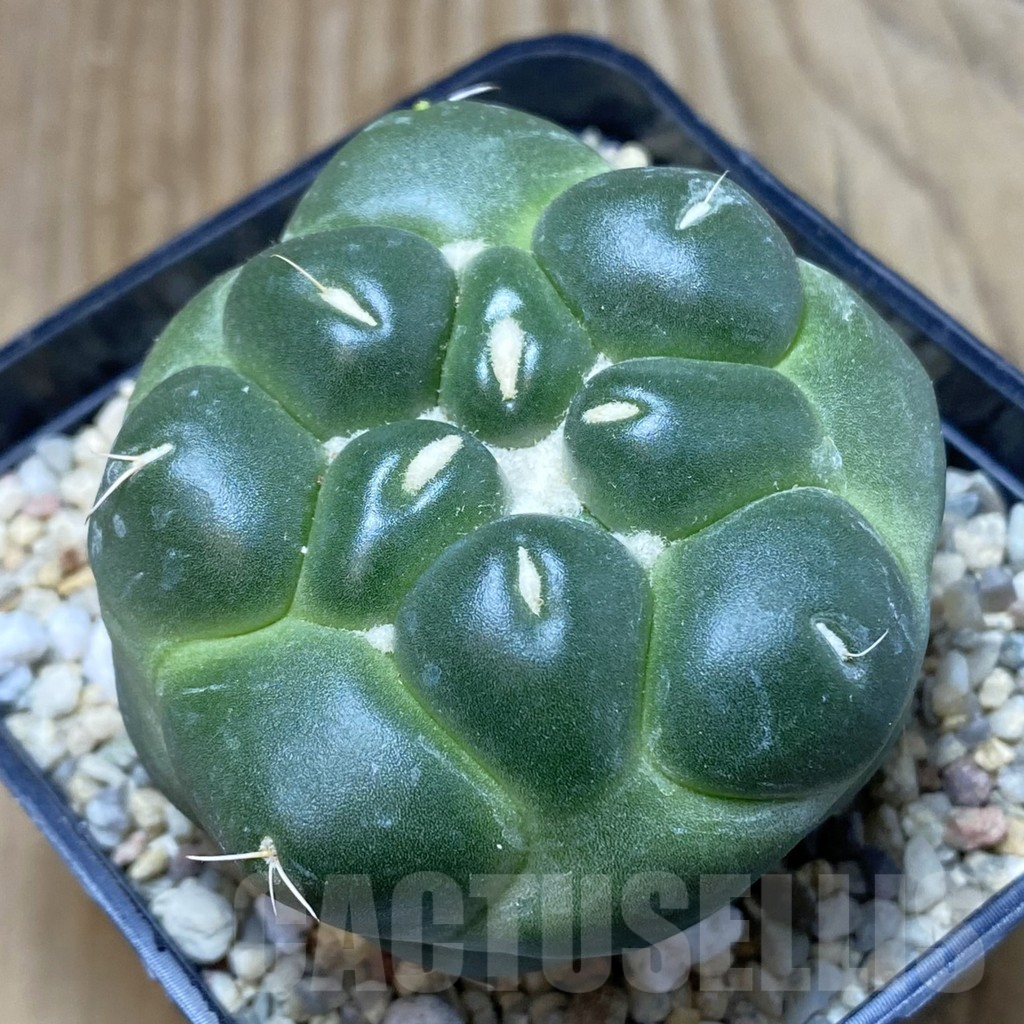SH2561 Coryphantha elephantidens ‘inermis’